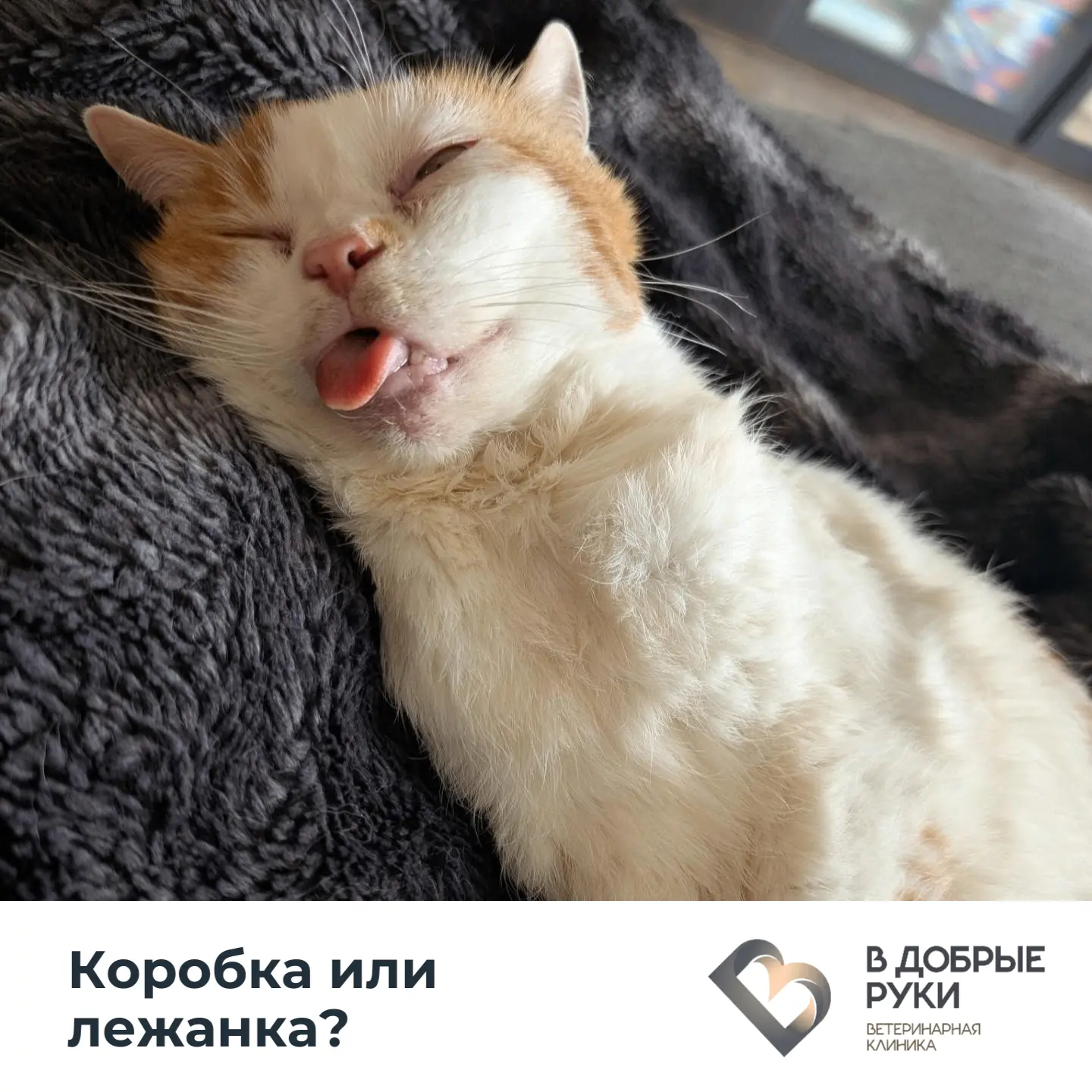 Спать в красивой лежанке за несколько тысяч рублей? Нет.