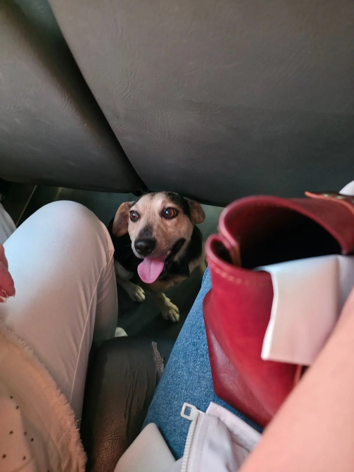 А может, бездомным собакам и правда лучше на улице? 🐕