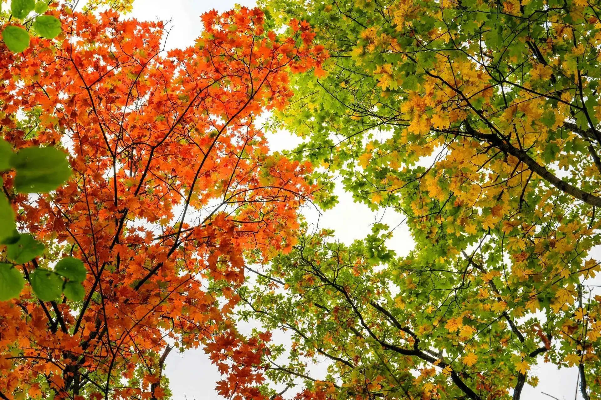 Какая погода будет на этой рабочей неделе в Самарской области?