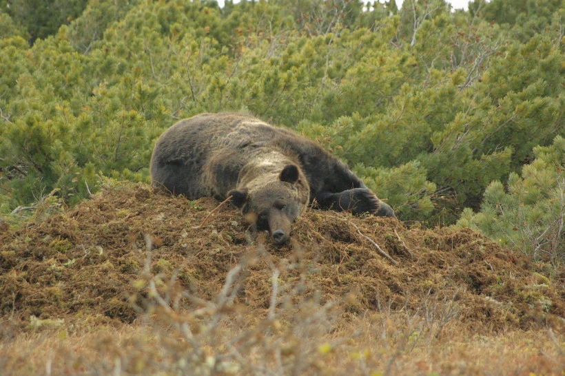 🐻 Амурским охотникам выделили дополнительные квоты на добычу медведя