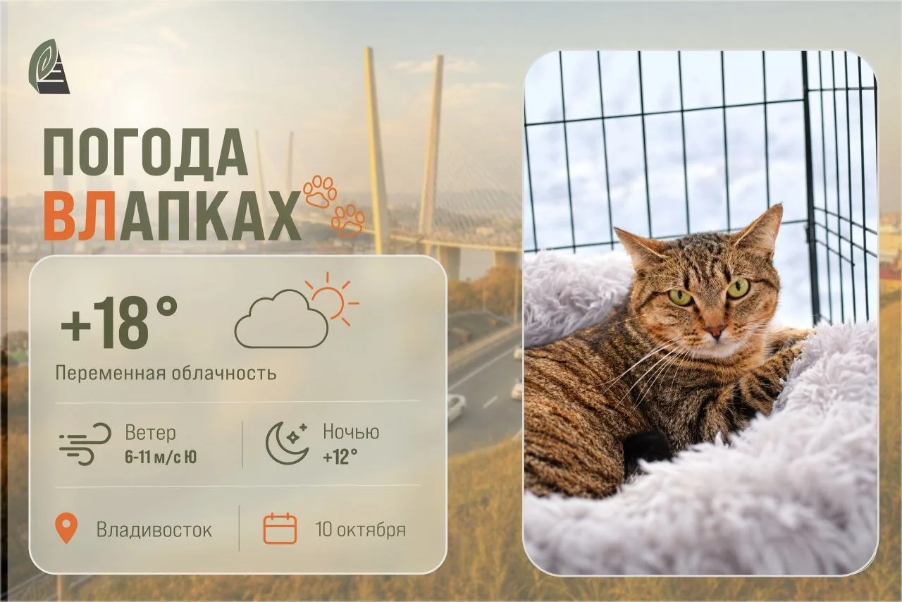#ПогодаВЛапках