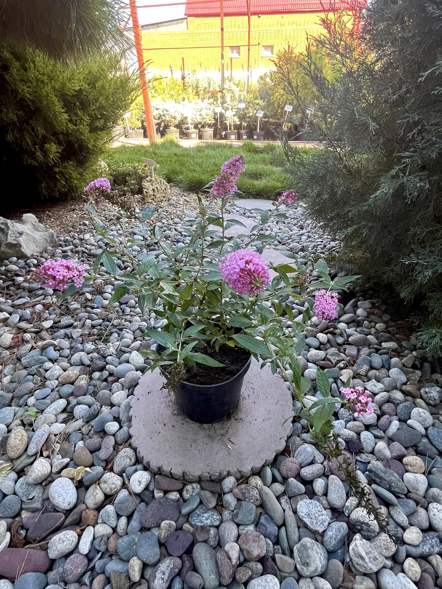Буддлея Давида Pink Panther!🌸🌿