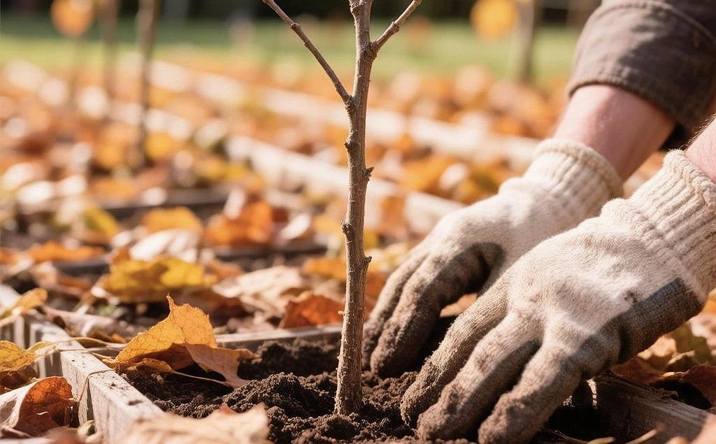 🍂 Октябрь в саду: золотая пора посадок — и время не ошибиться!