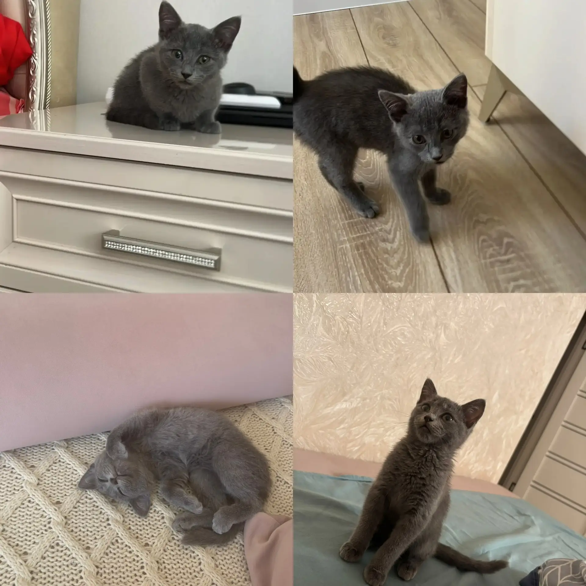 Ночью на аллее нашли котенка , 2-3 месяца. Ласковый , игривый. Ходит на лоточек . Похож...