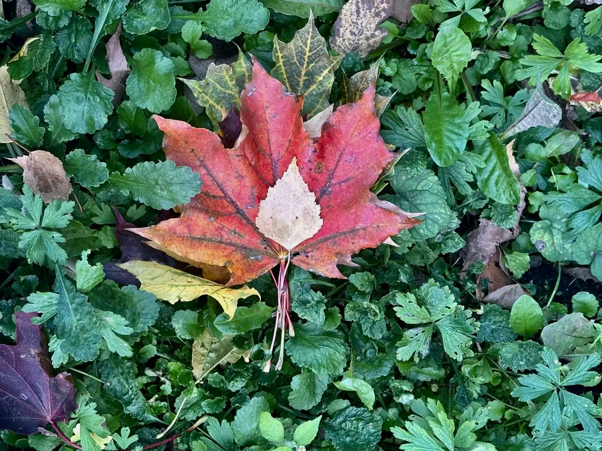 🍂 Осенний чек-лист: что успеть, пока ещё тепло