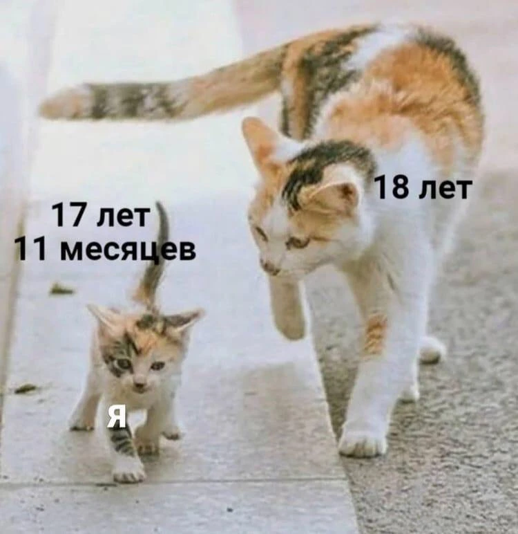 Мемы каждый день • Подписаться