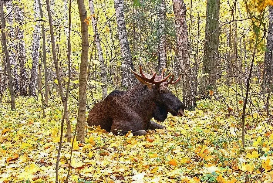 На ковре из желтых листьев🍁