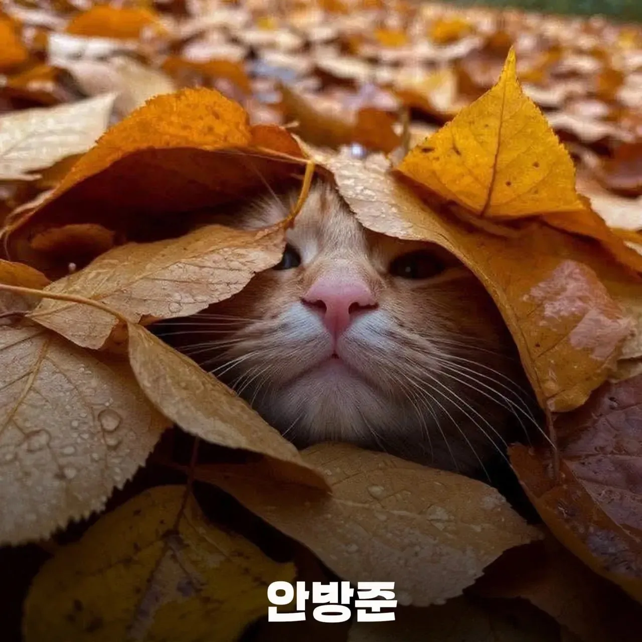 Корейская философия