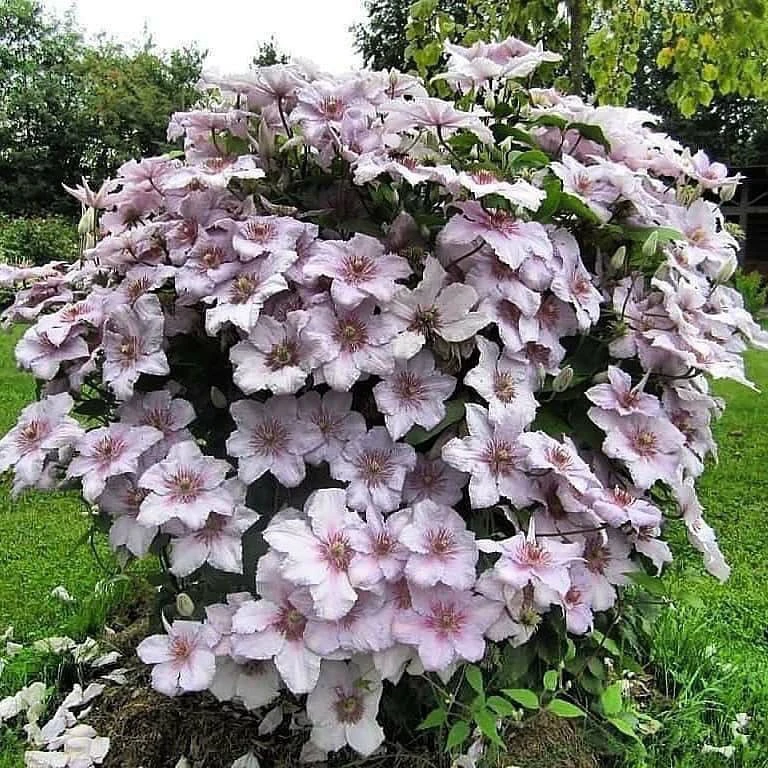 Клематис Marmori laine 🌸