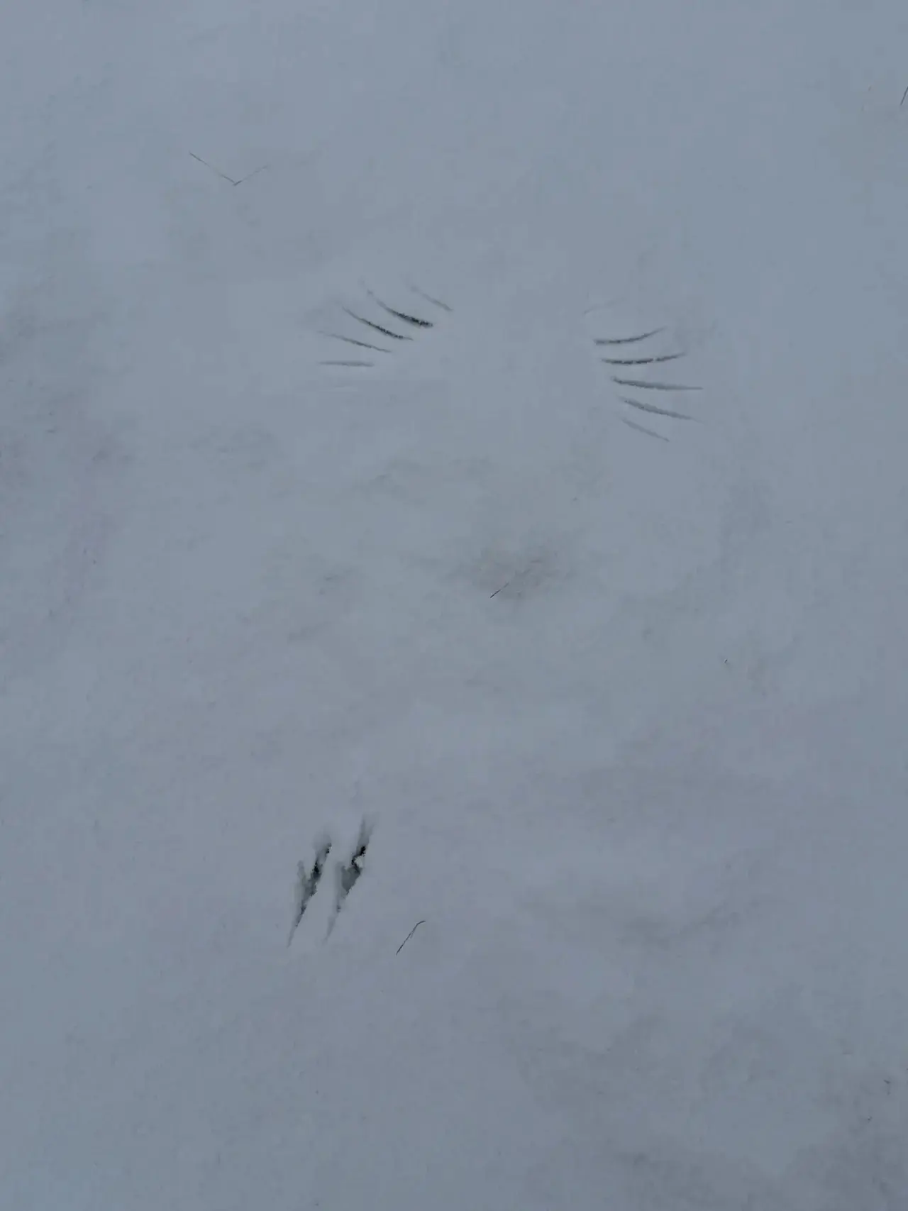 Облет территории 🦉