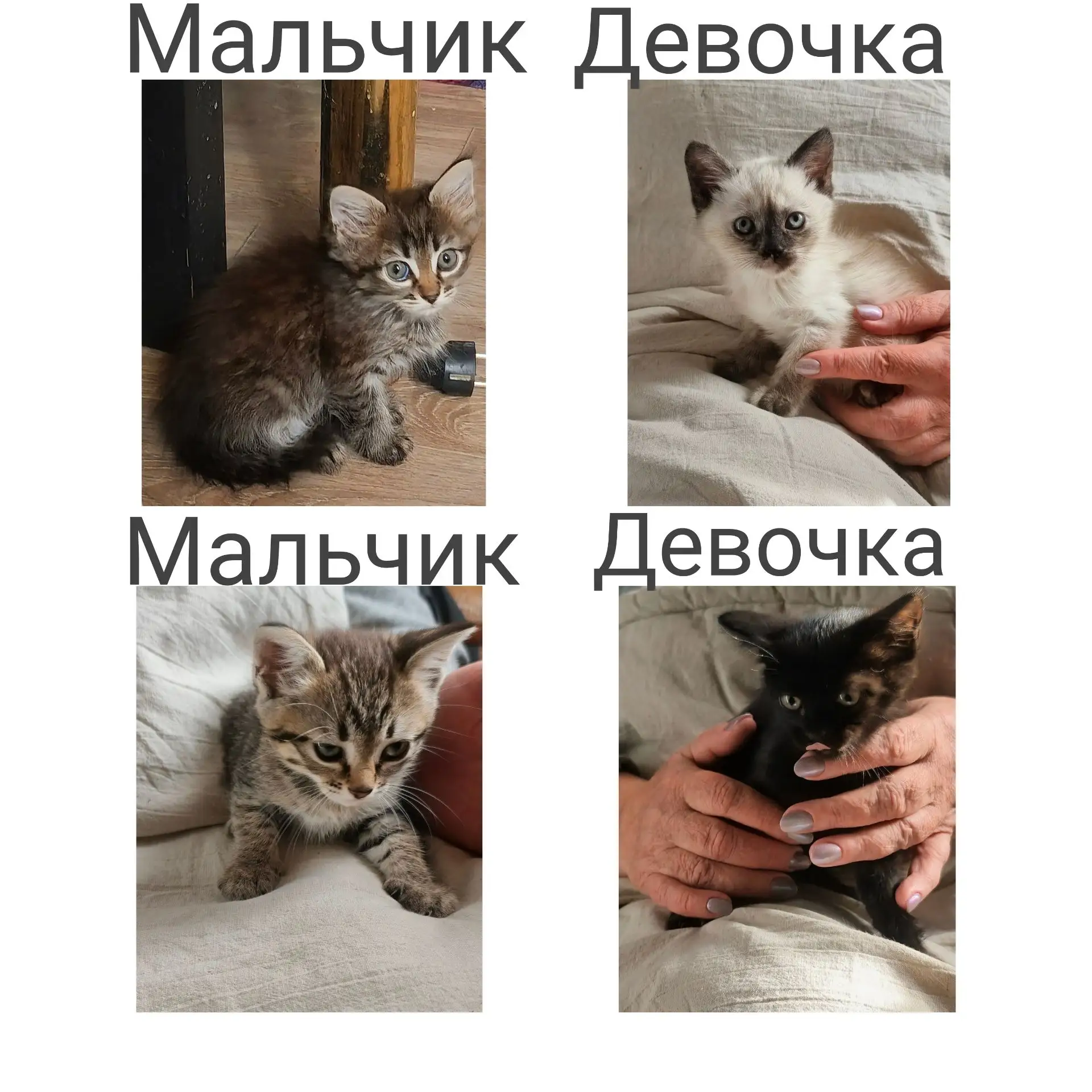 ✍️ Елена