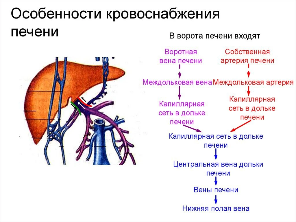 ⭐️ Кровоснабжение печени