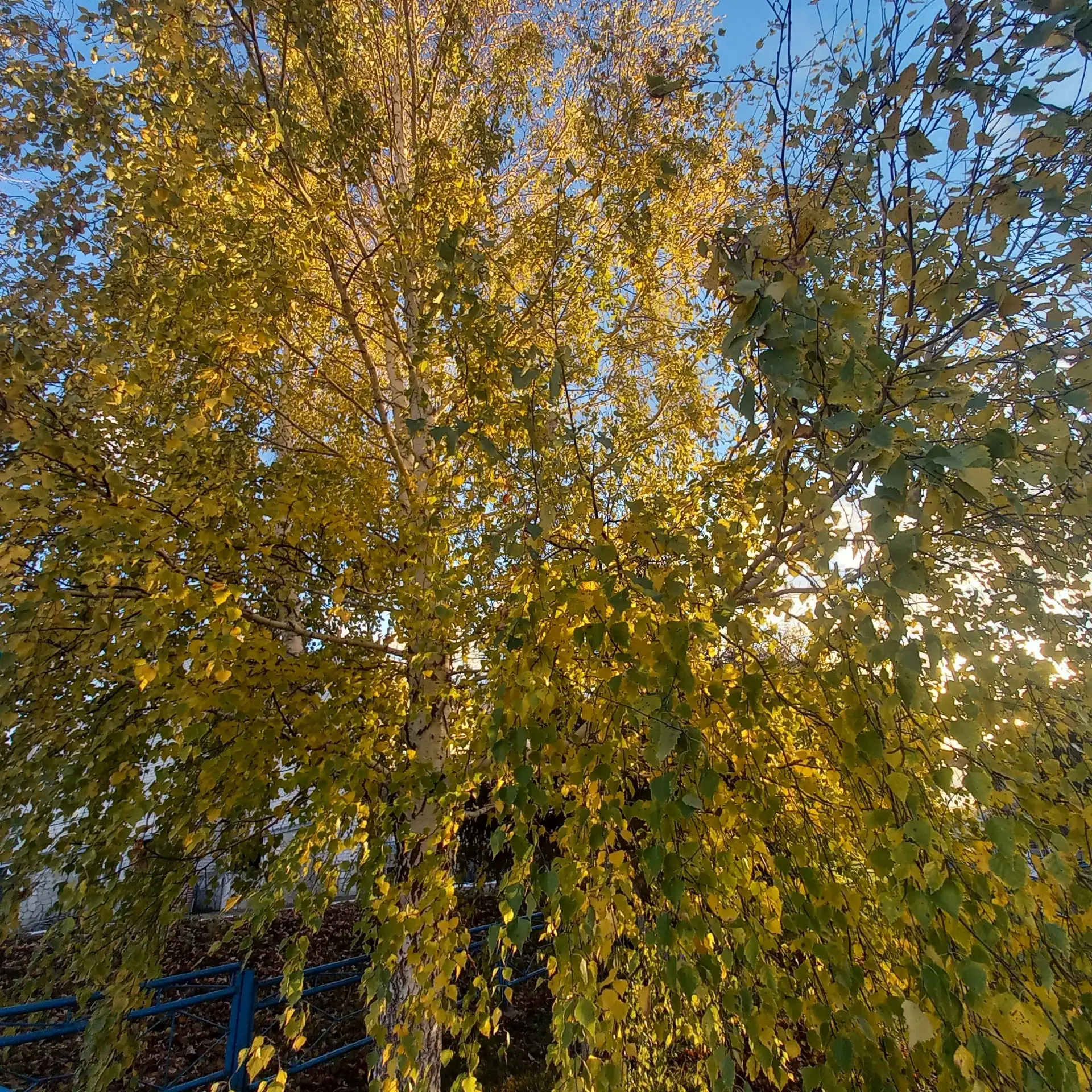 Доброе утро!