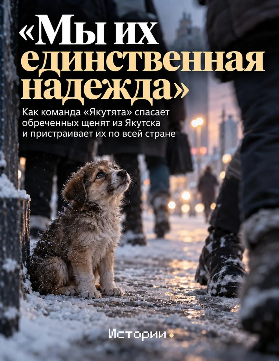 Около тысячи собак спасли волонтеры движения «Якутята».