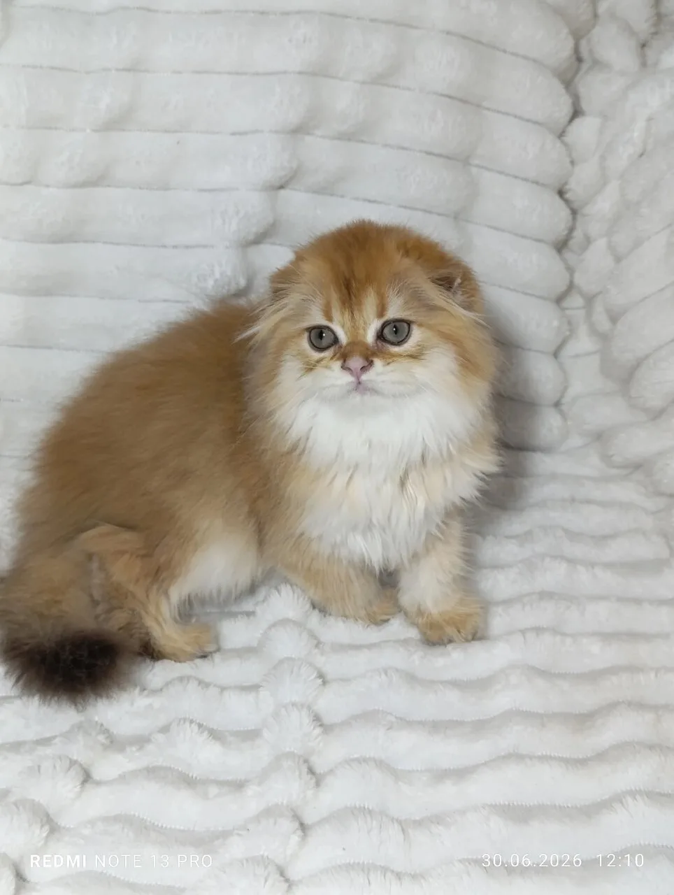 Продам хайленд-котёнка и кошку, Донецк, Будённовский район