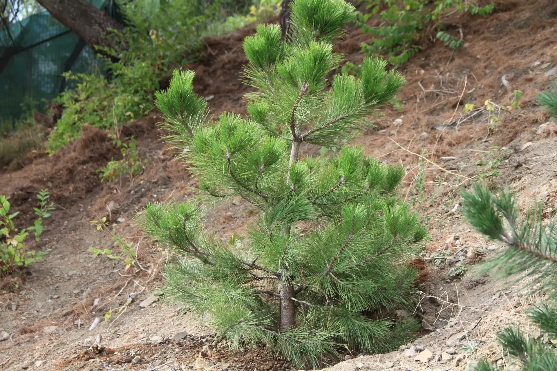 🌲Земельный участок на Поликуровском холме из частной собственности вернётся в собствен...