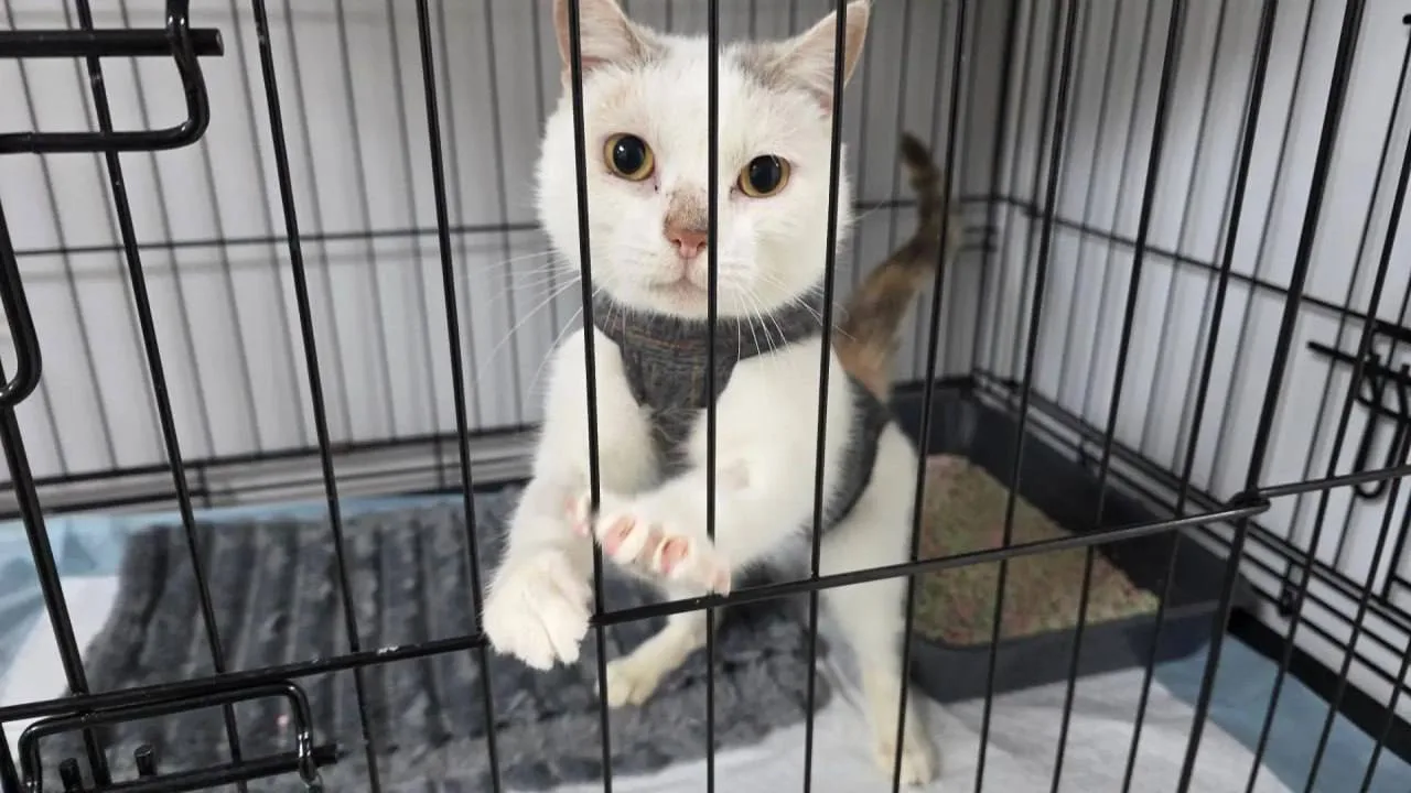 Найдена ласковая кошка