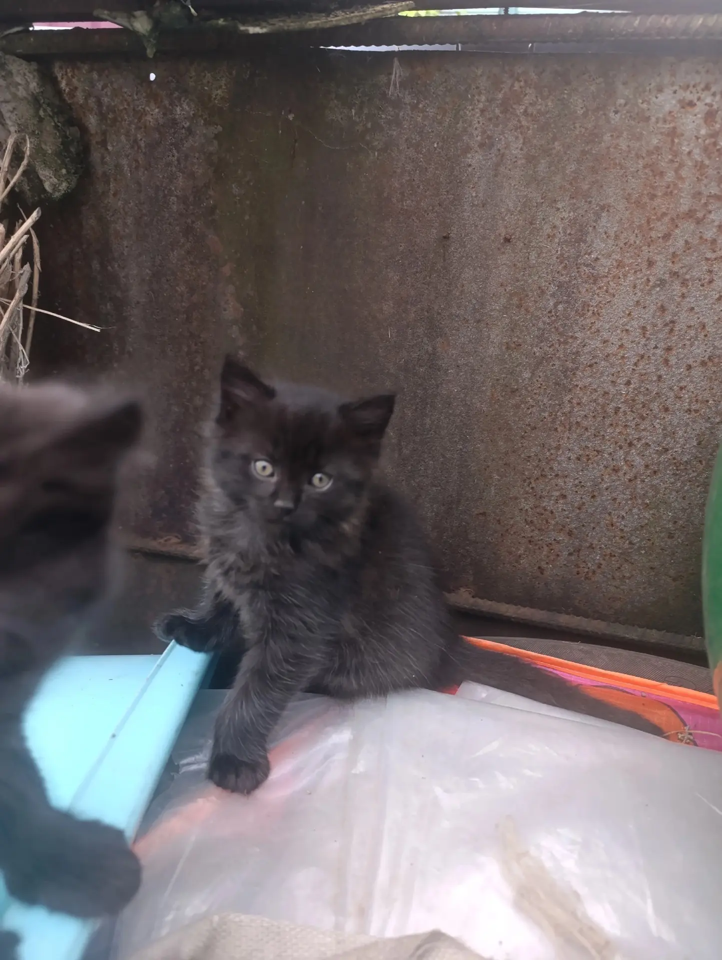 Про дачных котов и котят мы будем писать ещё долго. Чёрные котятки ищут дом, ласковые! ...