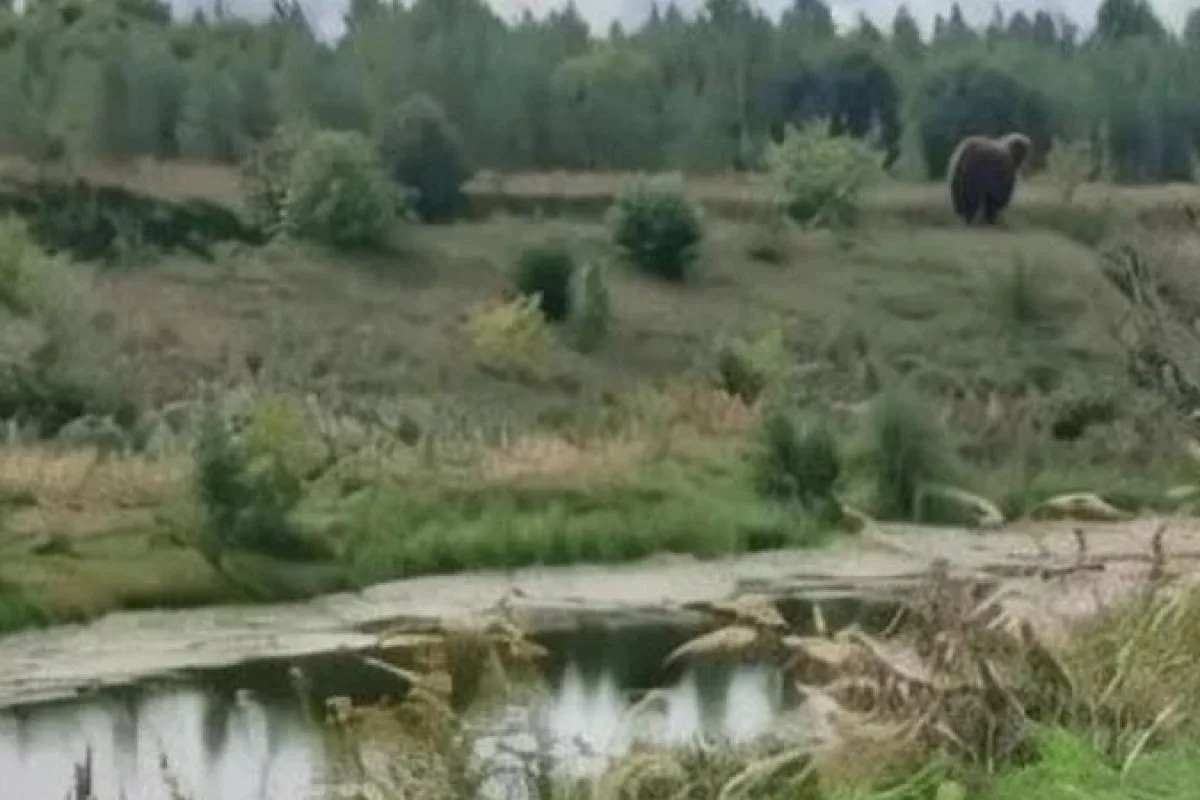 🐻 В Ермишинском округе Рязанской области медведей заметили у Котовского пруда и рядом ...
