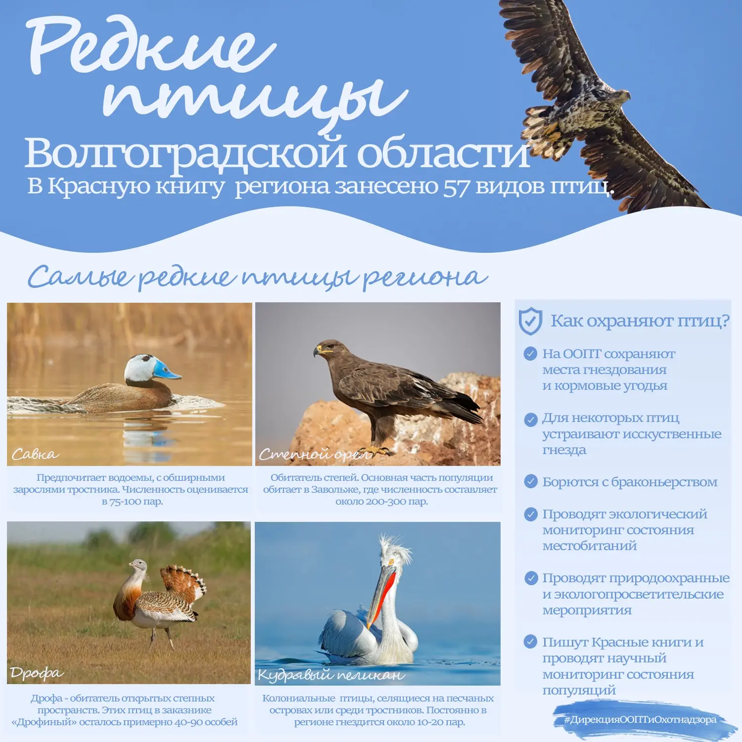 🦅 Редкие птицы Волгоградской области!