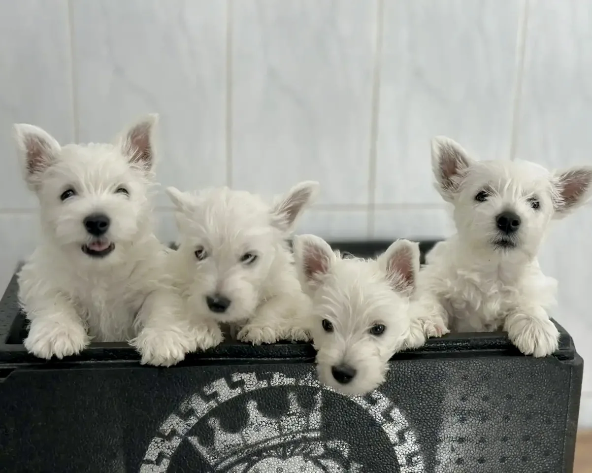 Щенки на вакцинации 😍