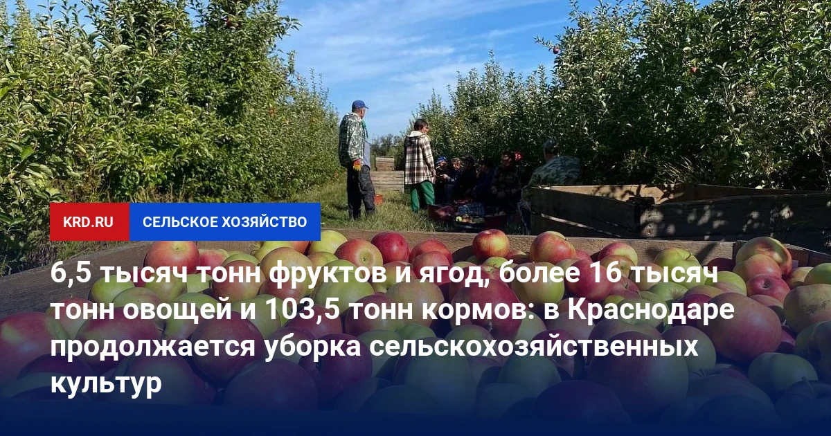 🌾 В Краснодаре собрали 6,5 кТ фруктов, 10 кТ овощей и 103 т кормов