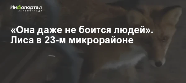 «Она даже не боится людей». Жители 23-го микрорайона снова стали встречать рядом со сво...
