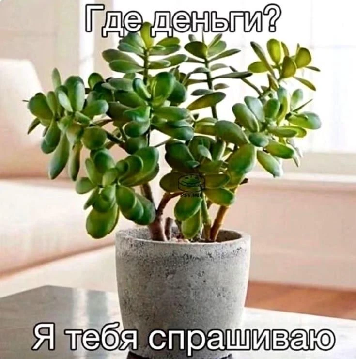 В лайфстайл-центре «Башкирия» пройдет выставка цветов