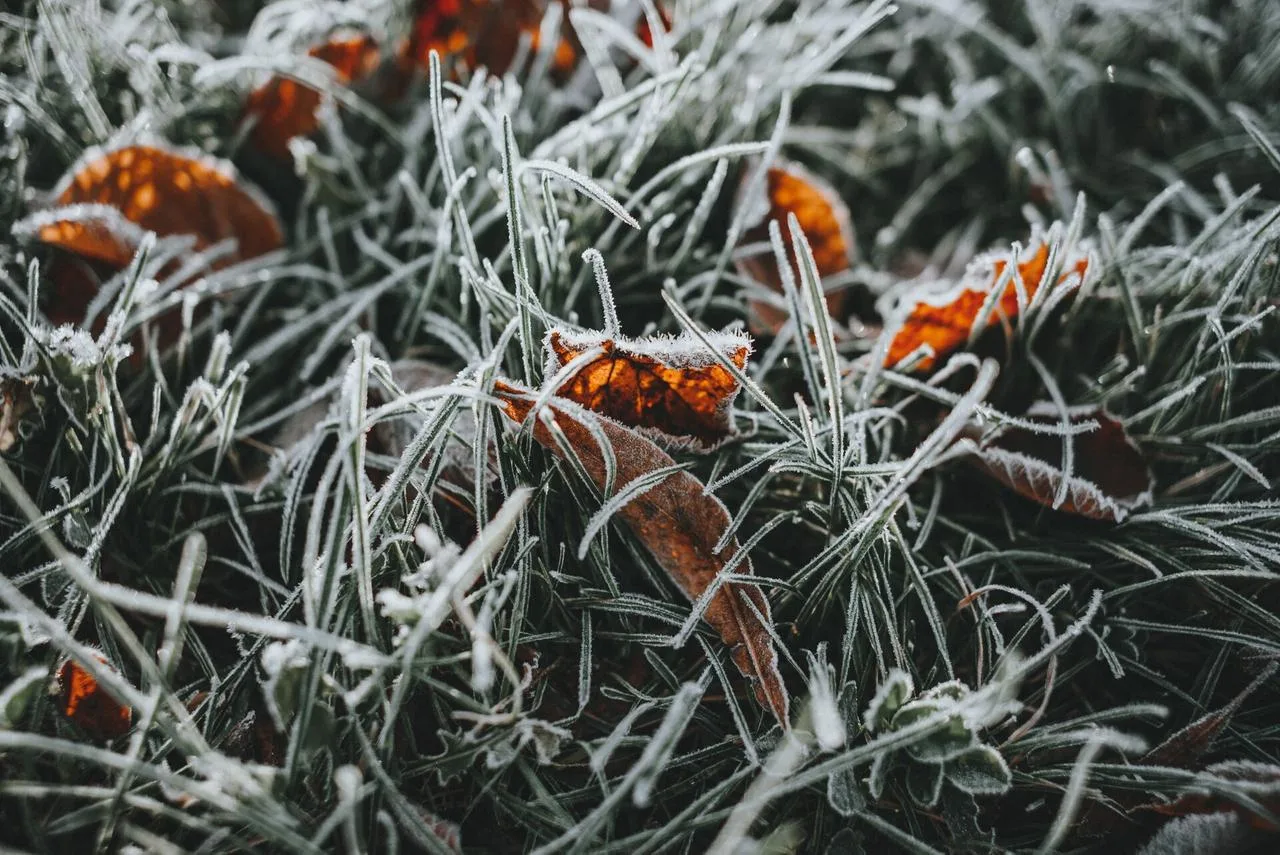 🥶 В Петербурге ожидается самая холодная ночь: до -1 градуса