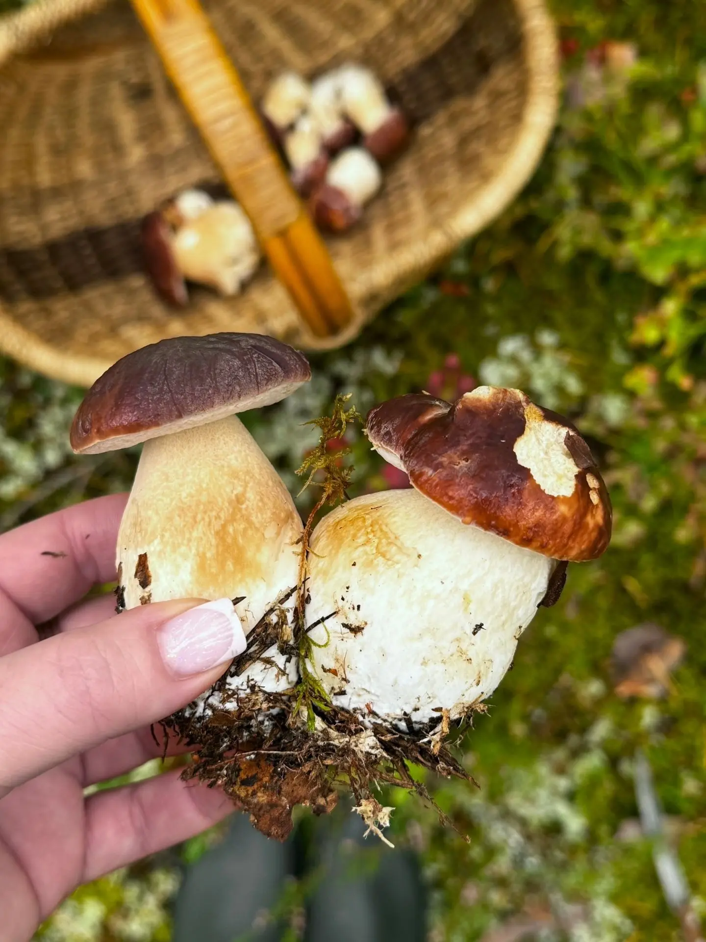 «Тихая охота» моя любовь с детства 🍄‍🟫❤️ Это кайф, найти бархатную шапочку , со всех ...