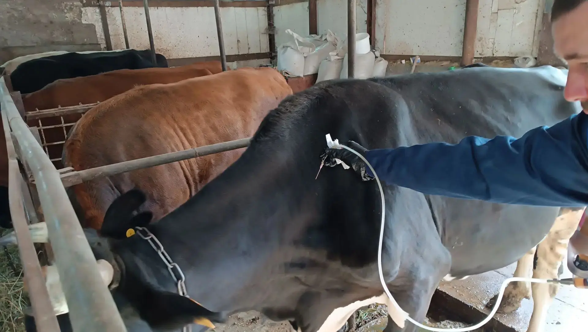 🐂 **Спокойствие в стаде — наша работа!**