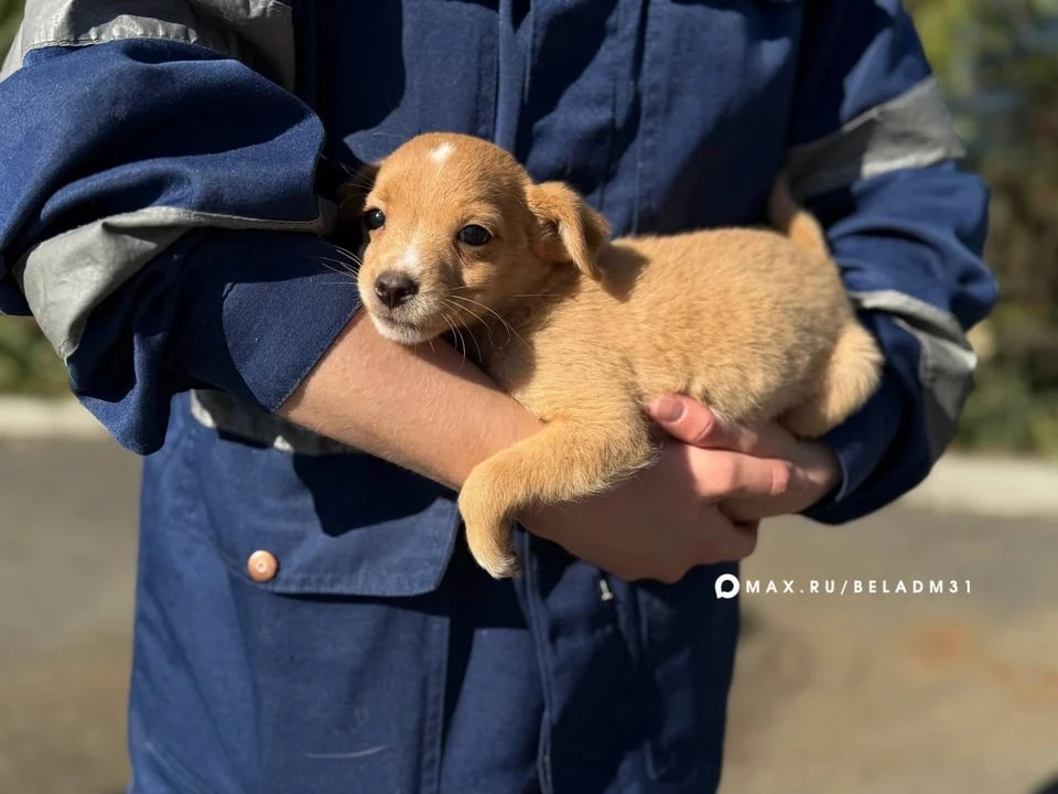 🐶 17 октября в Белгороде пройдет выставка-раздача бездомных животных «Пойдем домой»