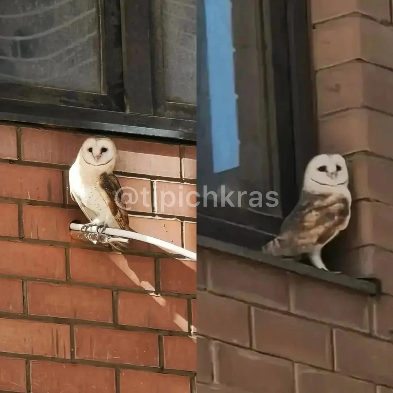 🦉 Краснокнижную сову сфотографировали на окне в Краснодаре