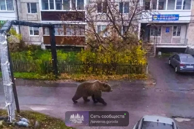 Хотела разыграть бабушку, а поставила на уши всё село. История произошла на родине Бори...