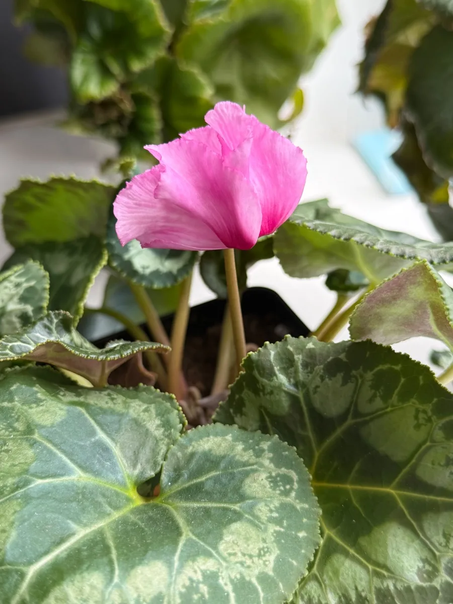 Цикламен