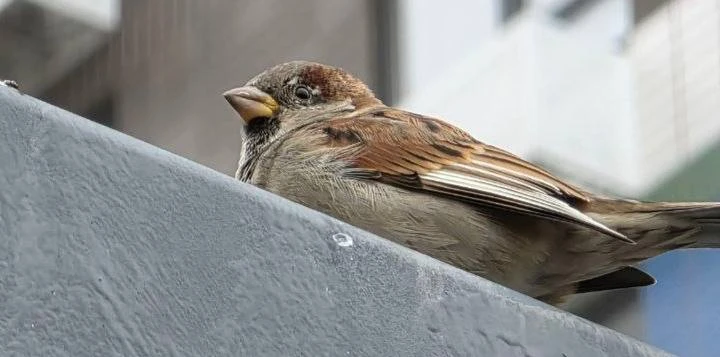 🐦 Поймали воробья