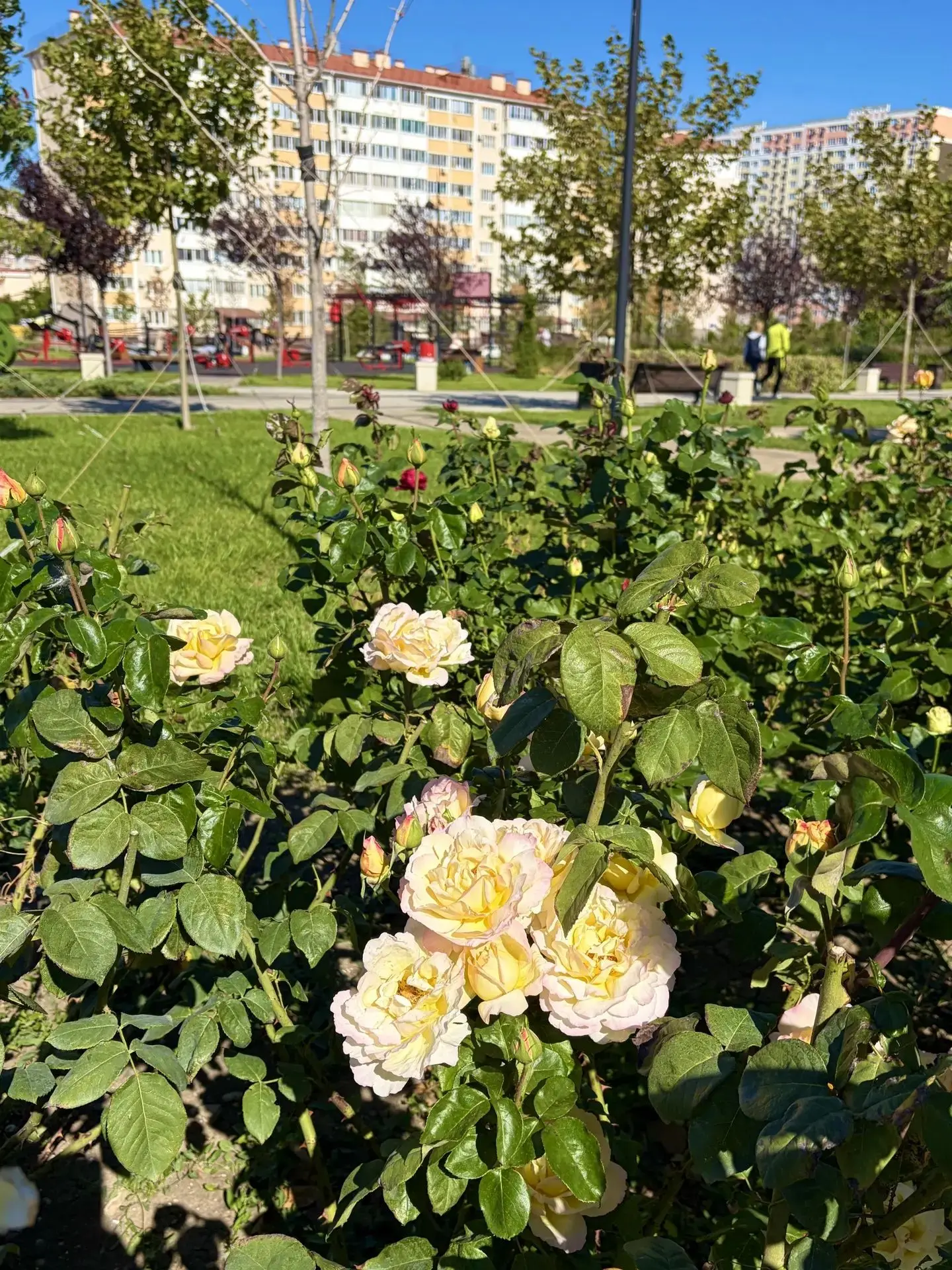 Когда природа не смотрит на календарь, получается такая красота. 🌹