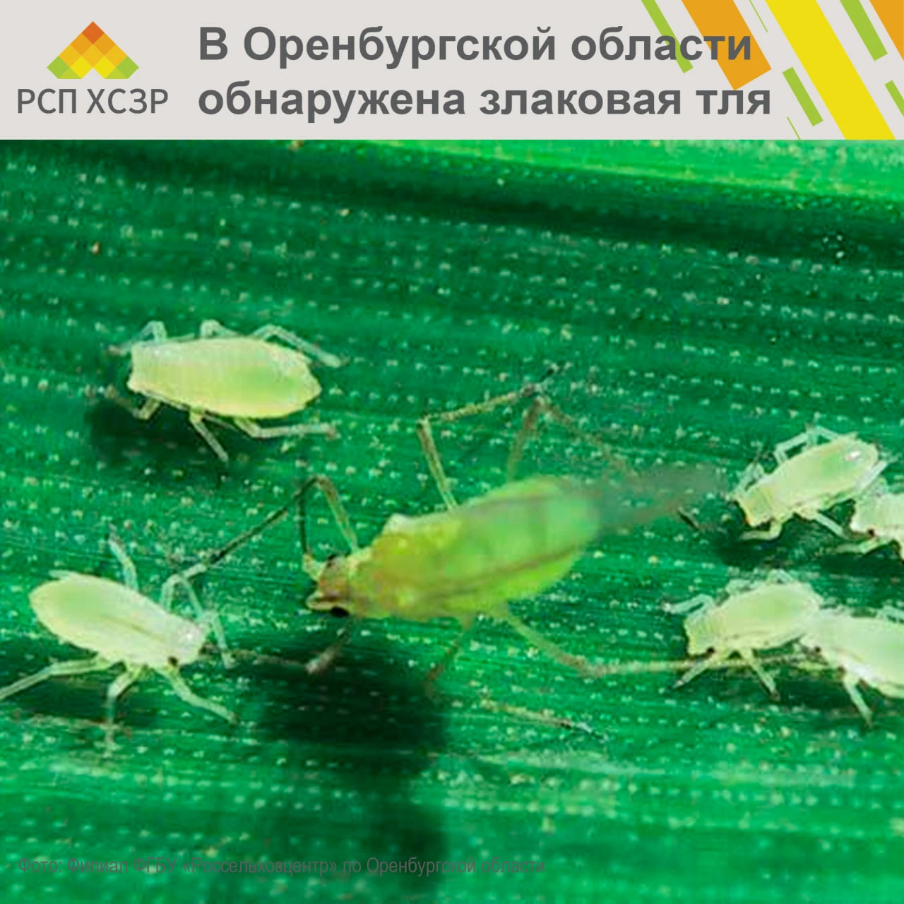 ⚠️ В Оренбургской области зафиксировано начало заселения озимых зерновых культур злаков...