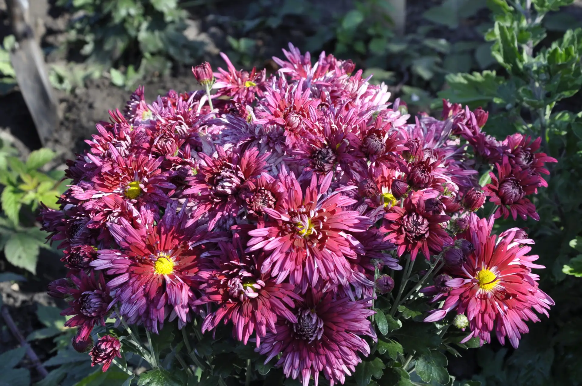 Хризантема — королева осени! 🍂✨