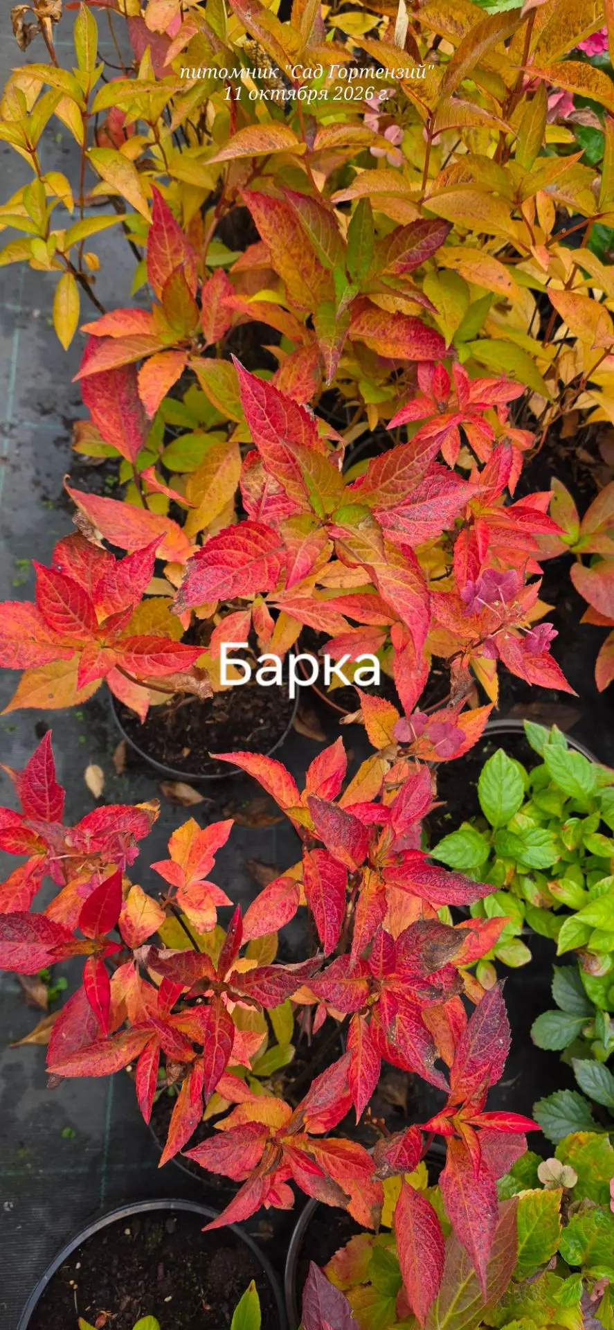 Вот такие нарядные пильчатые гортензии сейчас 💫