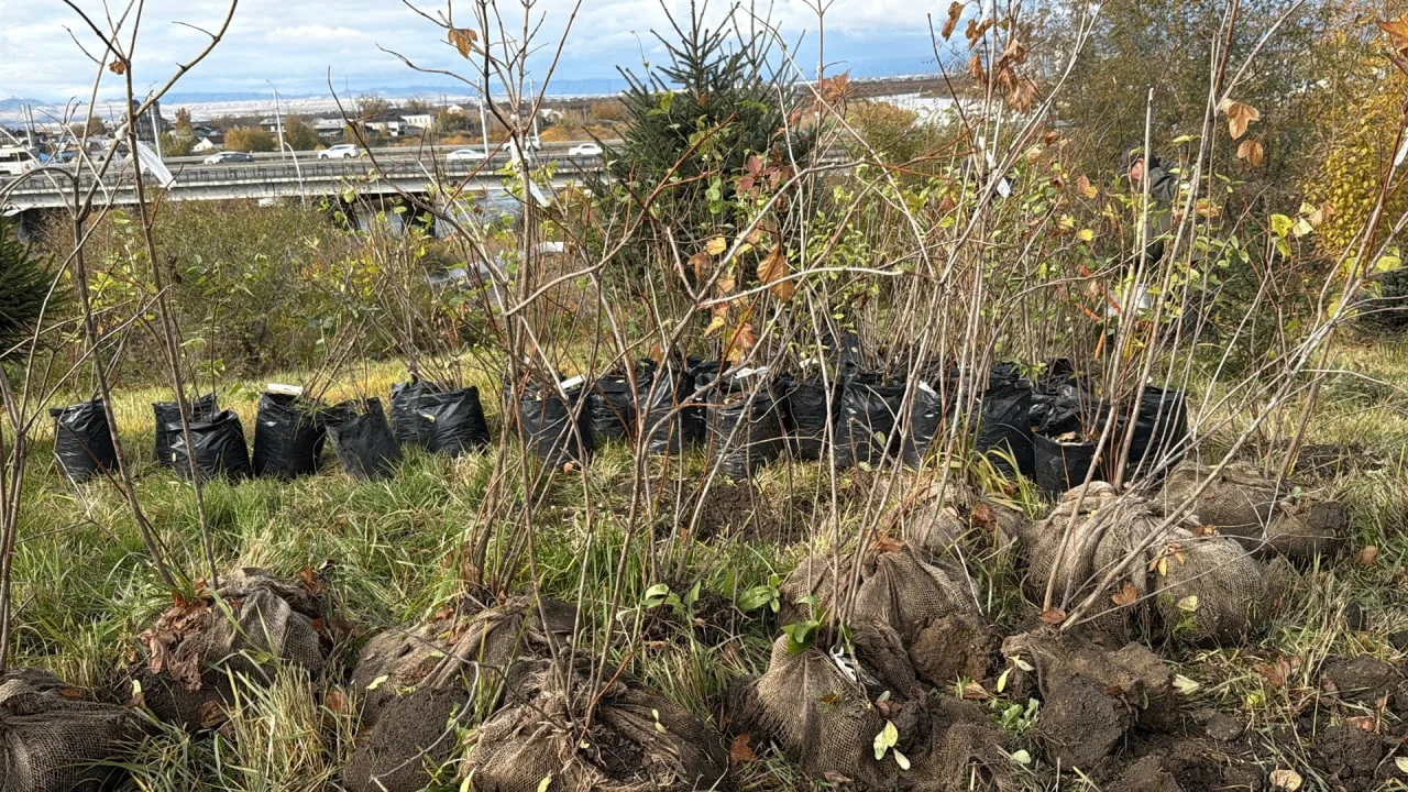 🌳 На Батарейной горе высадили более 185 кустарников