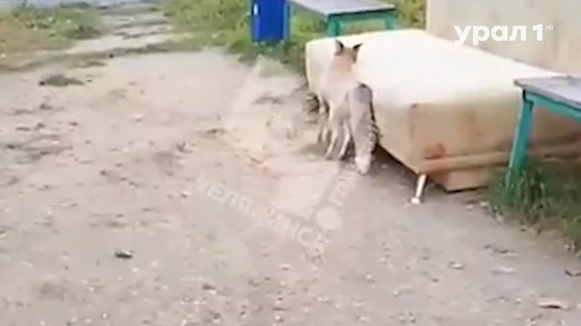 🦊 ЛИСА ВЫШЛА К ДЕТСКОЙ ПЛОЩАДКЕ В ЧУРИЛОВО