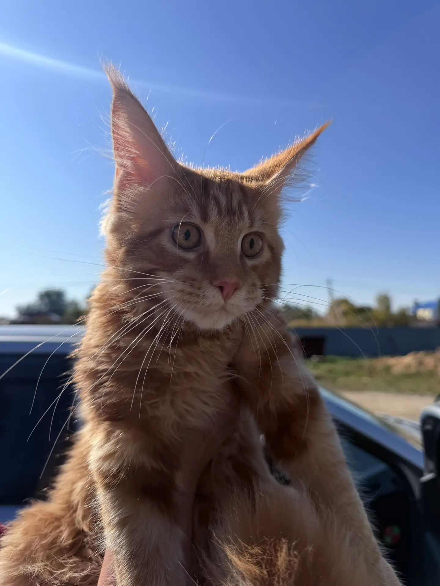 Врачи ГБУ «Светлинское райвет управление» провели вакцинацию кота🐈🐾