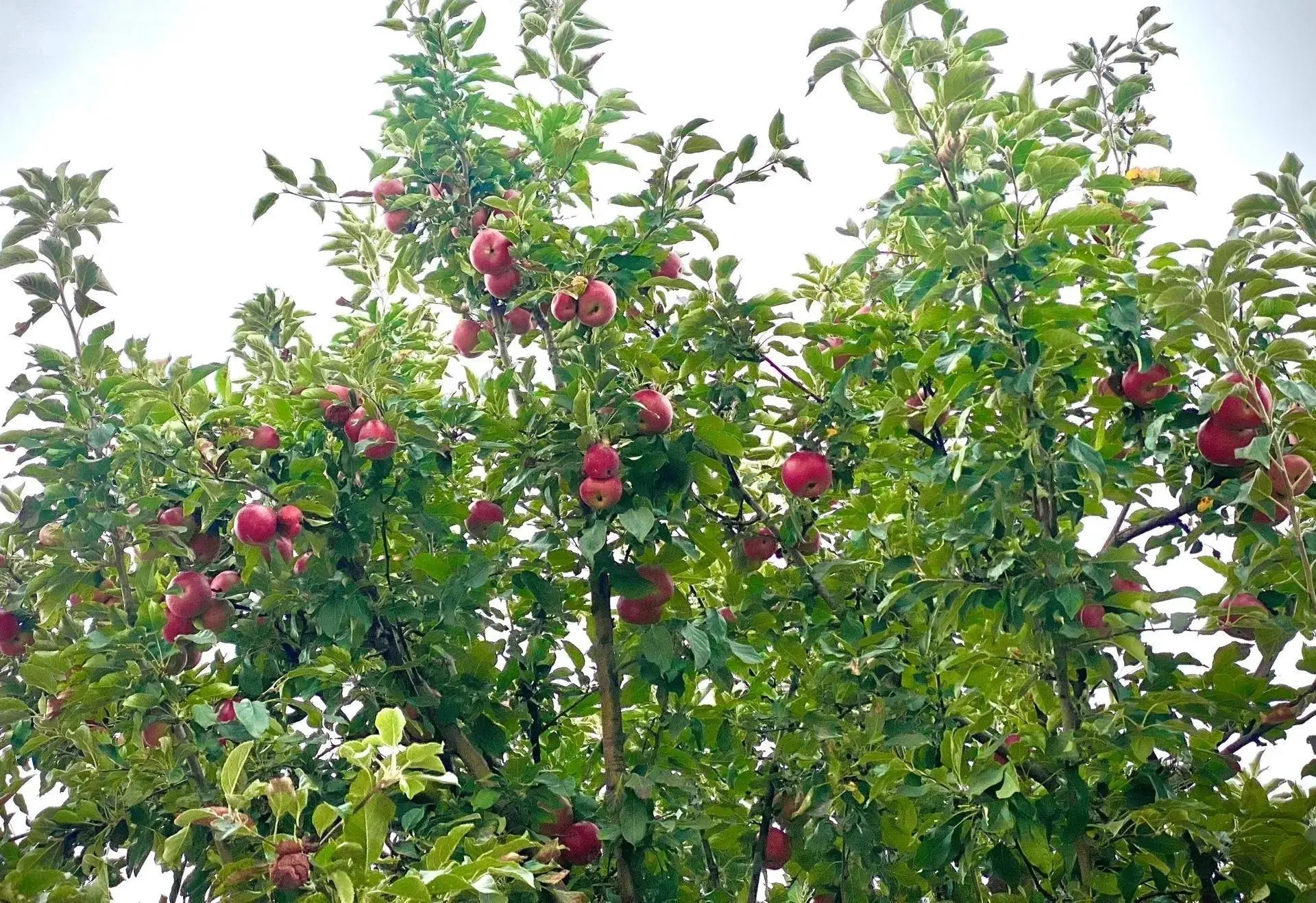 В Доме-музее семьи Ростроповичей собрали урожай 🍎