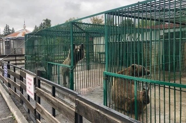 Животные в зоопарке Владикавказа содержатся в тесных клетках без возможности выгула