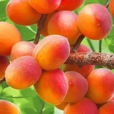 🥭 АБРИКОСОВЫЙ РАЙ — саженцы, которые превратят ваш сад в оазис!🔥 ТРИ СОРТА — ТРИ ПРИЧ...