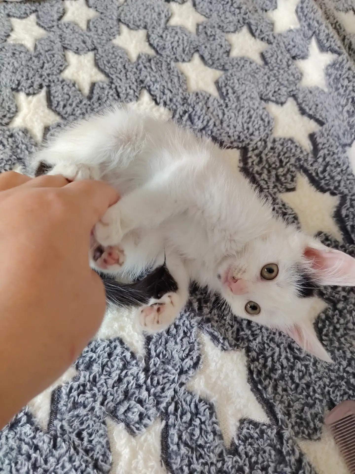 Три чудесных котёнка ищут дом.