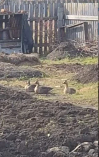 🦢 Ой вы, гуси мои, гуси! 🦢