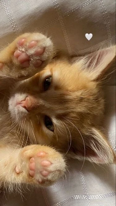 Обои рыжик котики 🥰