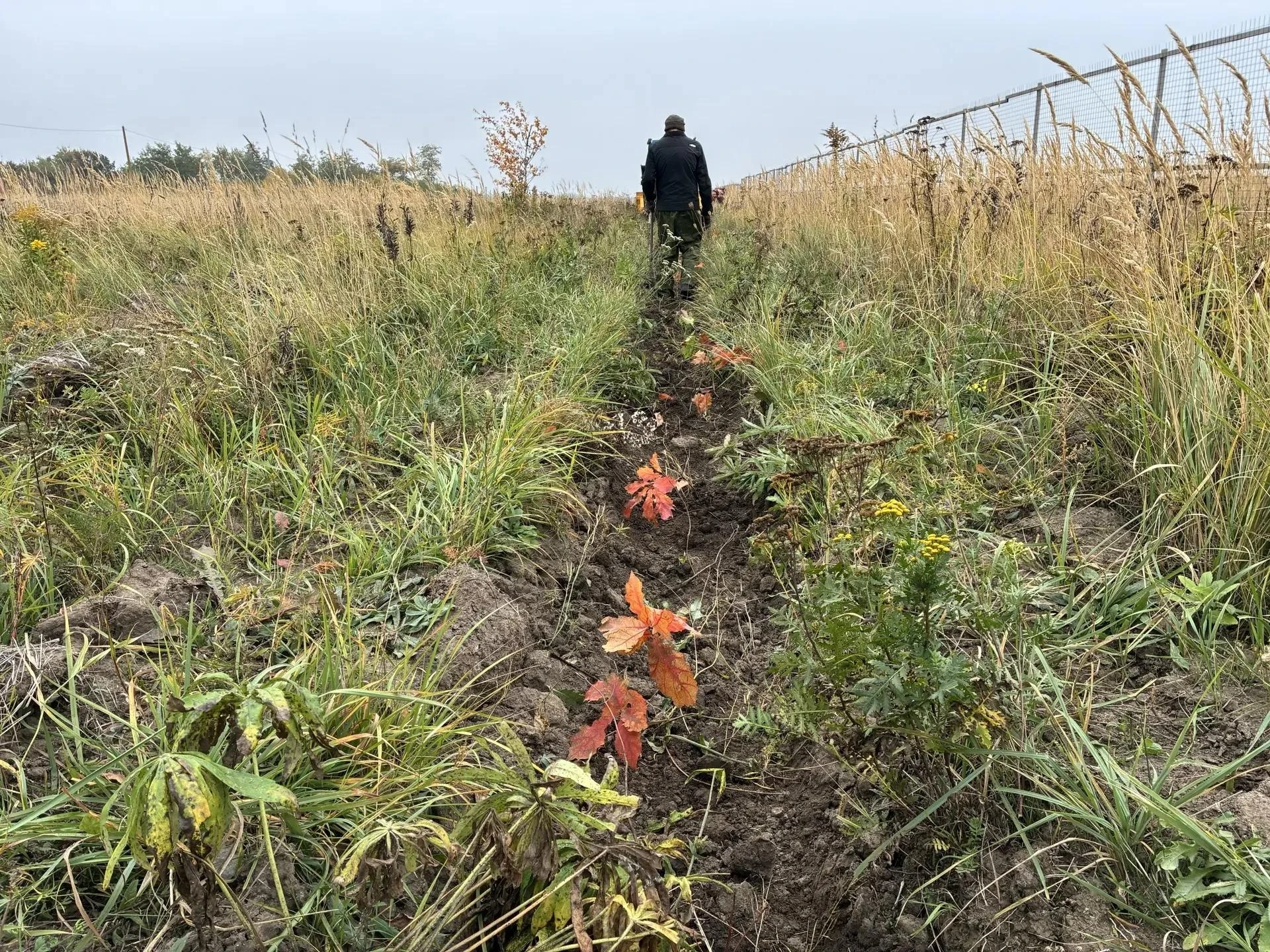 🌳 Под Курском проверили приживаемость 4 тысяч дубов у мусорного полигона